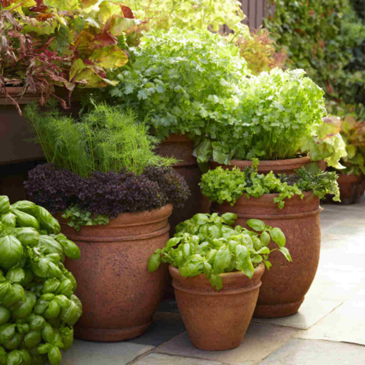 Pepper and Cilantro Patio Pot