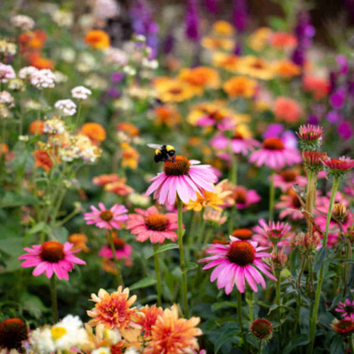 Pollinator-Friendly Dye Garden