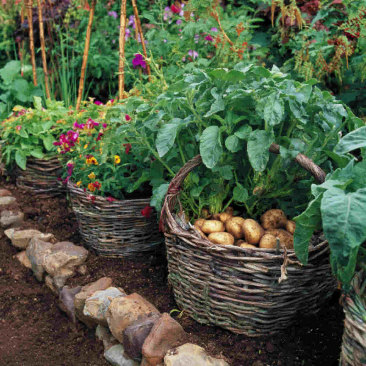 Potato or Root Vegetable Grow Basket
