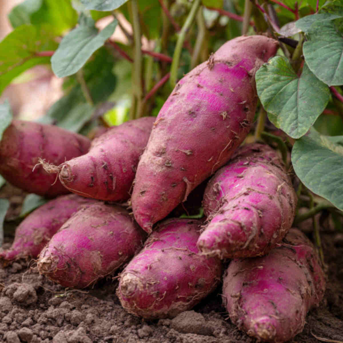 Purple Sweet Potato Mound