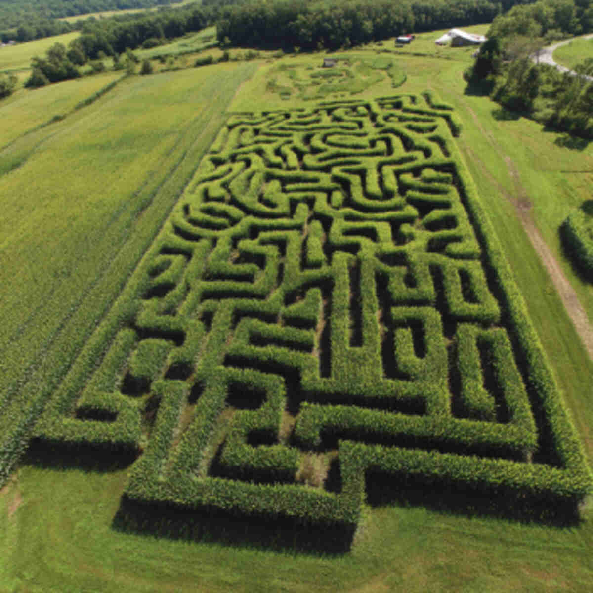Puzzle-Inspired Corn Maze with Multiple Exits