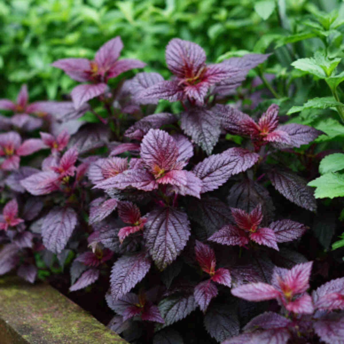 Red Perilla (Shiso) Herb Bed
