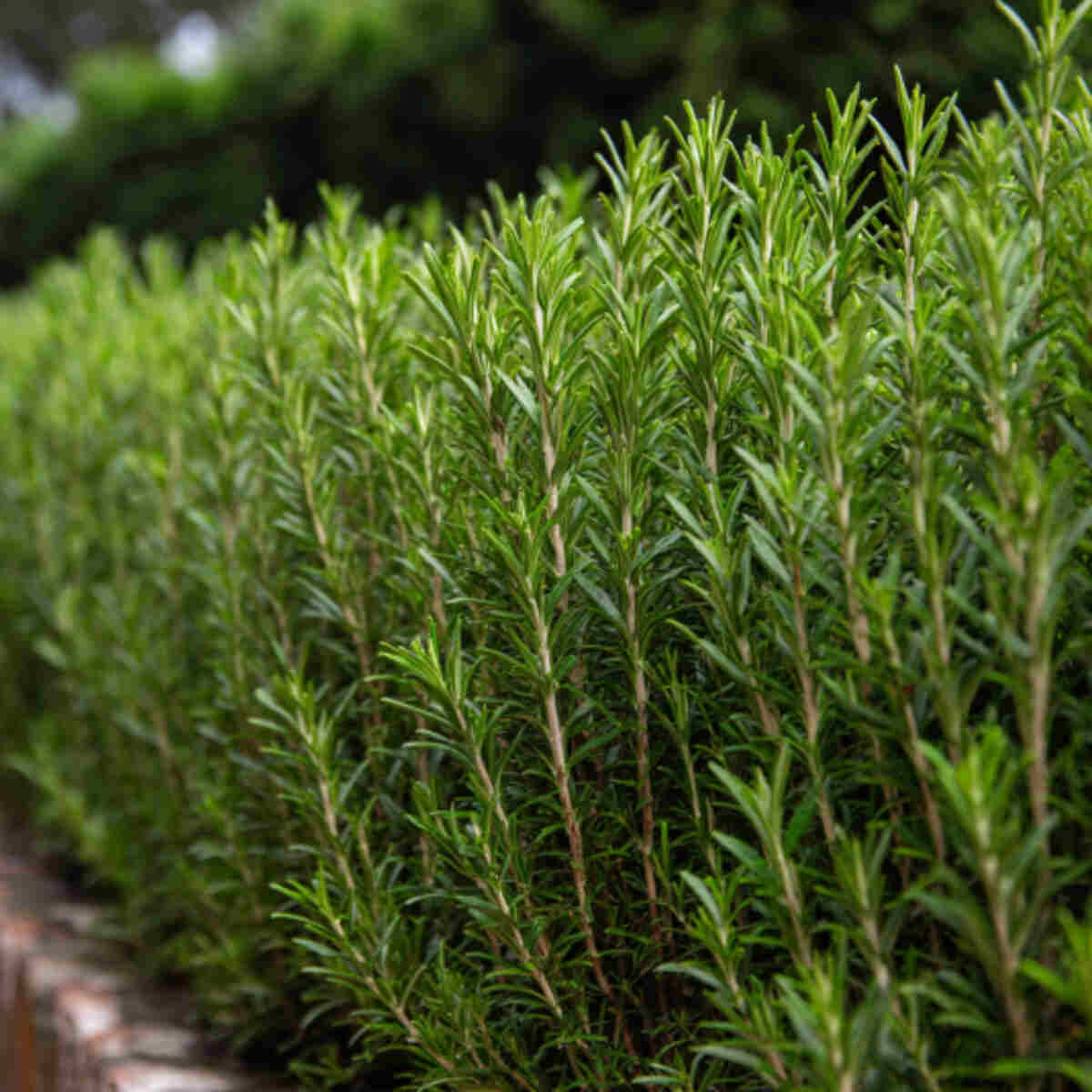 Rosemary Hedge