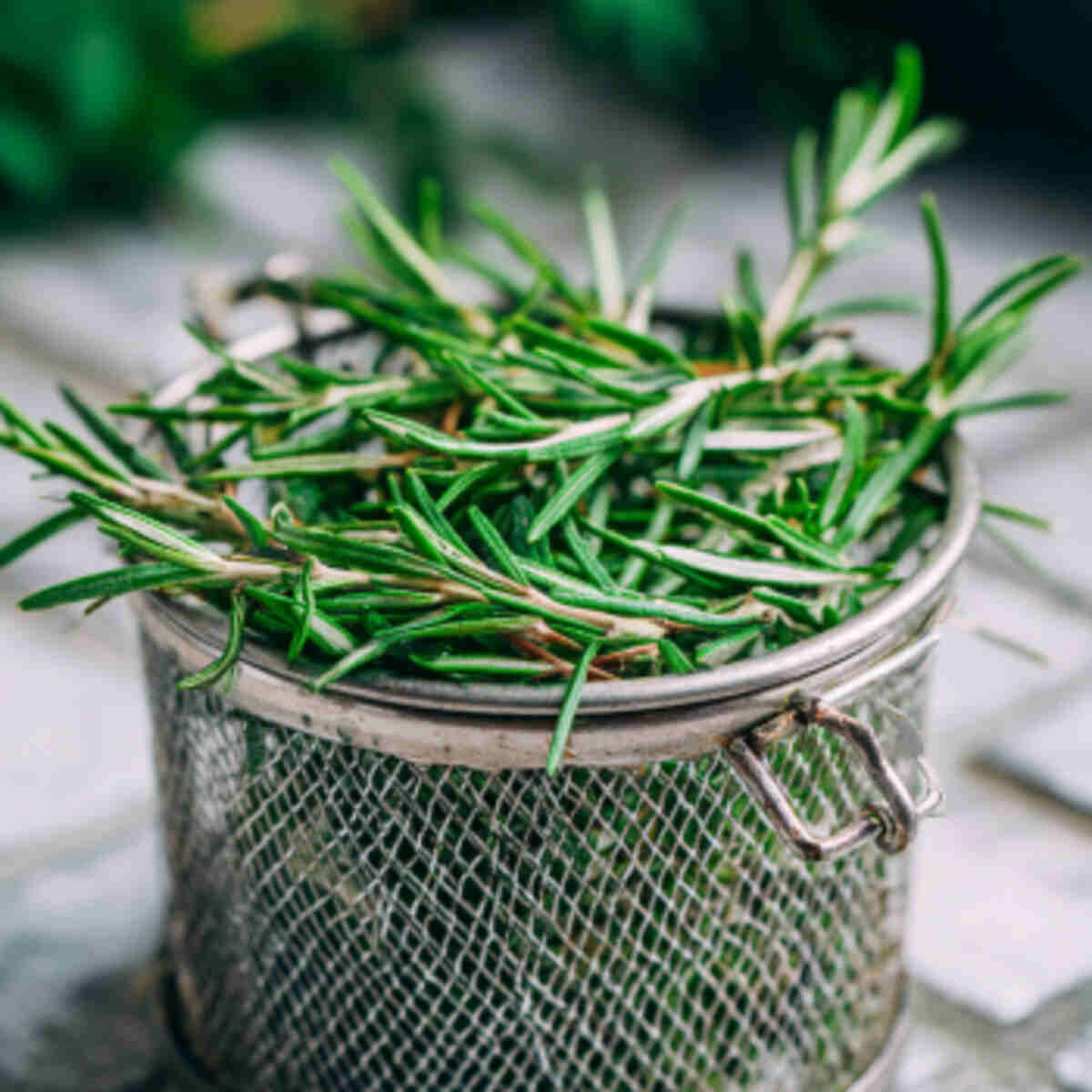 Rosemary