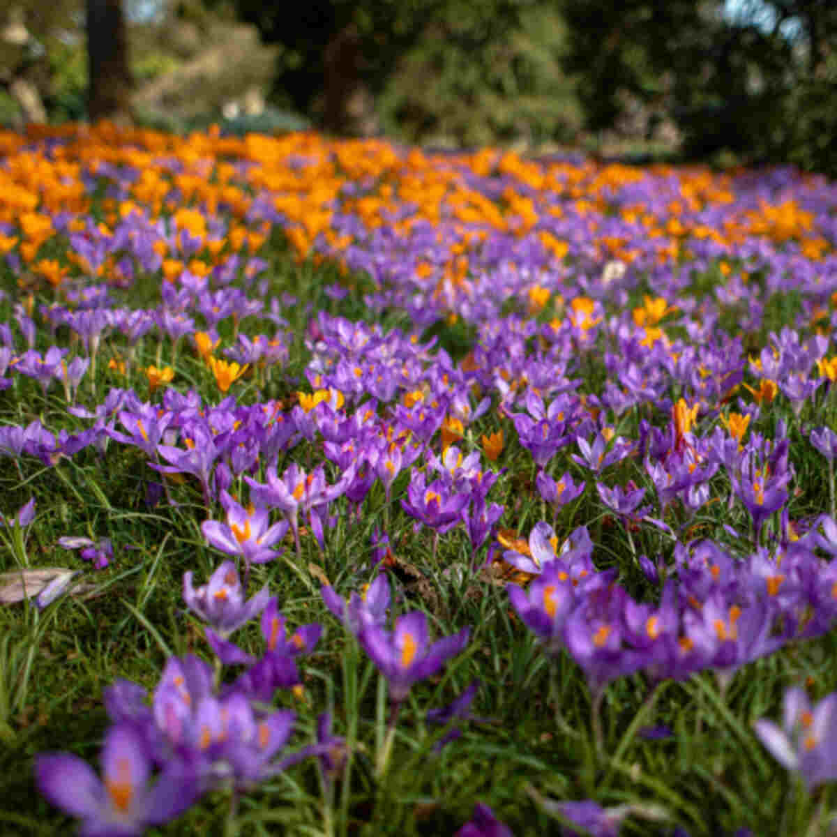 Saffron Crocus Bed