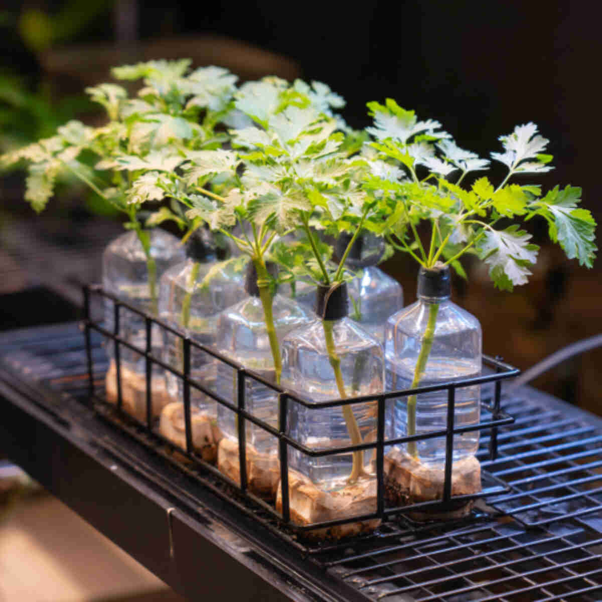 Self-Watering Bottle Hydroponic Grid