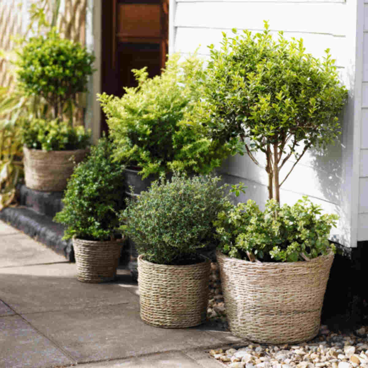 Small Tree or Shrub Container
