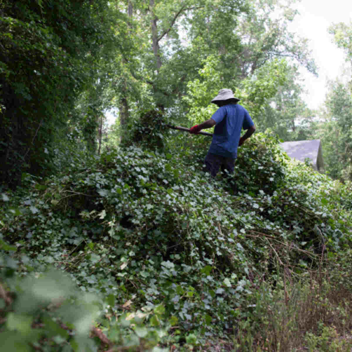Smothering Invasive Plants