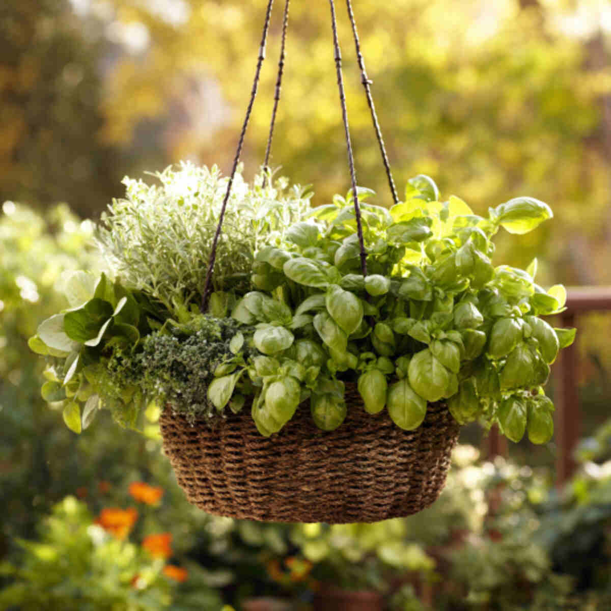 Spinach and Parsley Hanging Basket