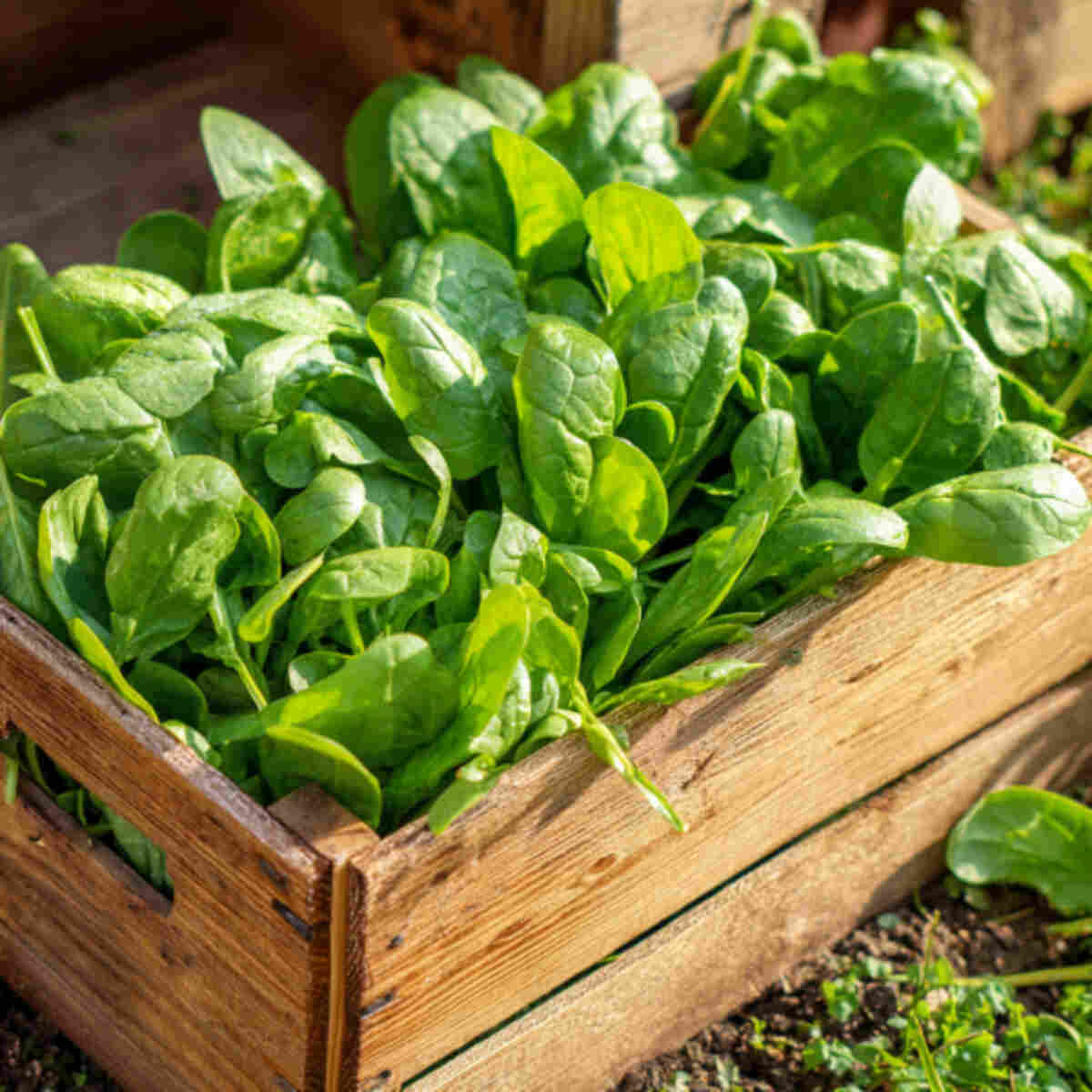 Spinach or Arugula Box