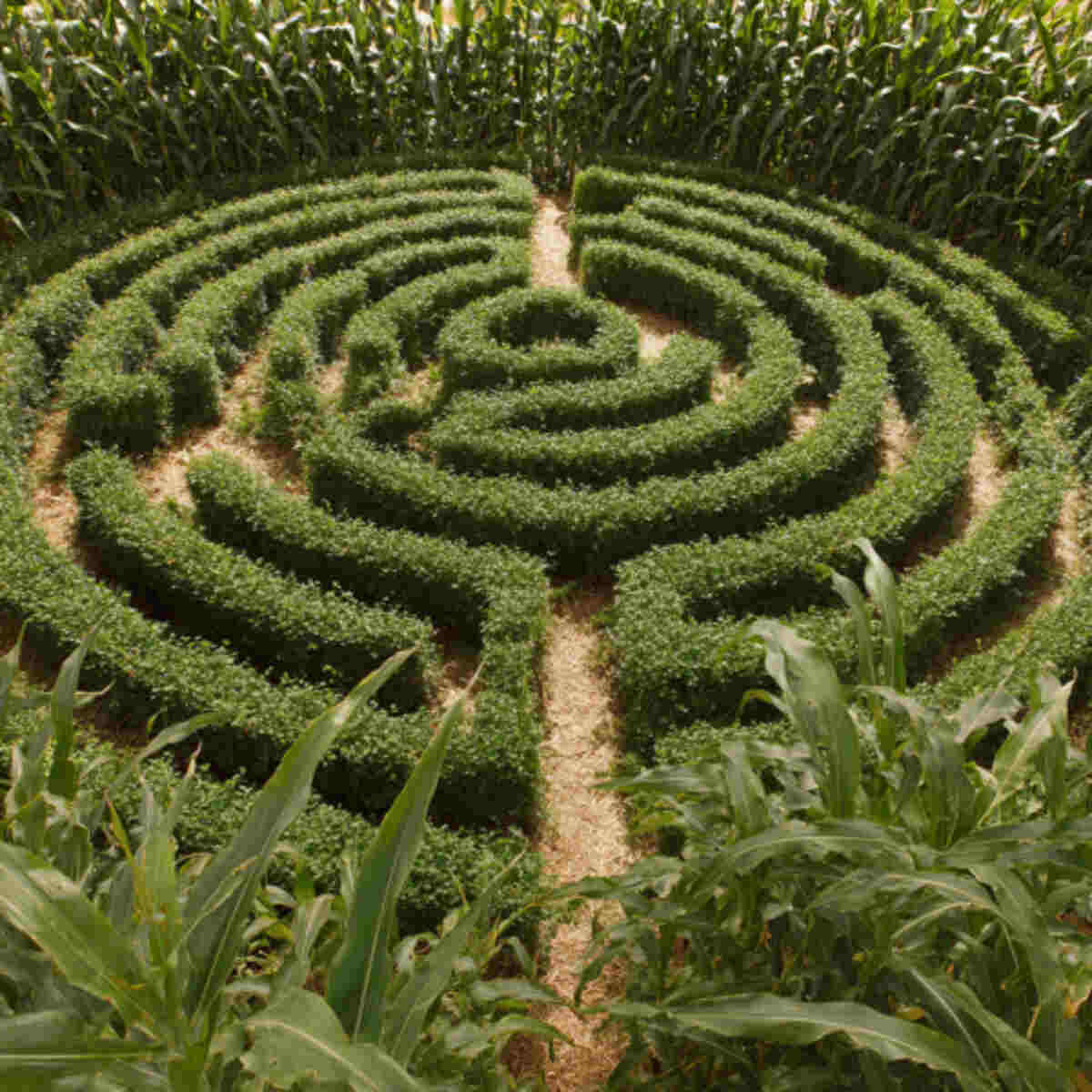 Spiral-Shaped Mini Maze