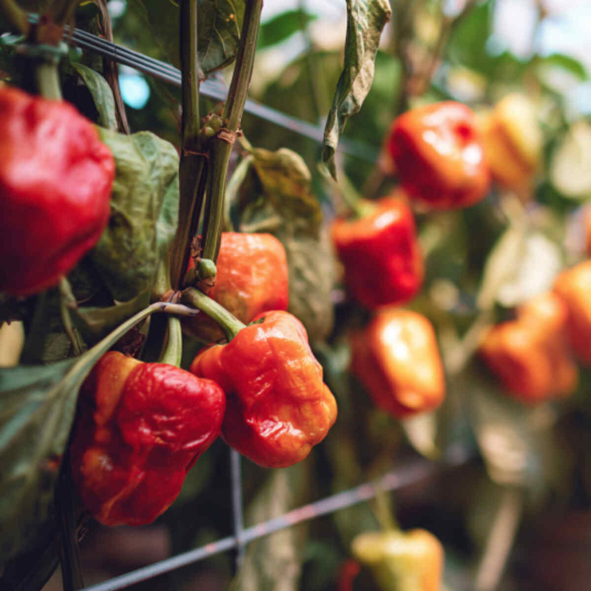 Sweet Bell Peppers