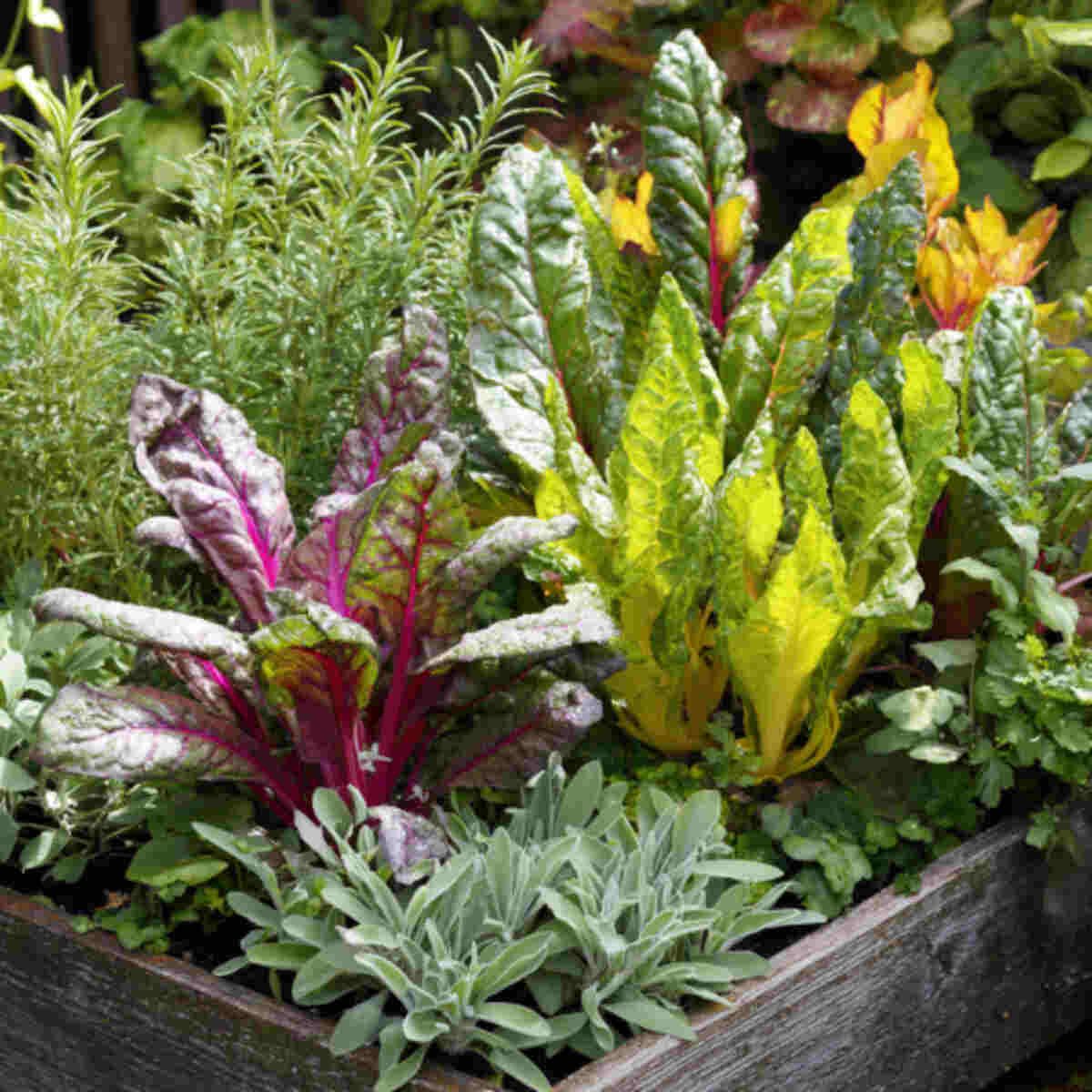 Swiss Chard and Sage Tub
