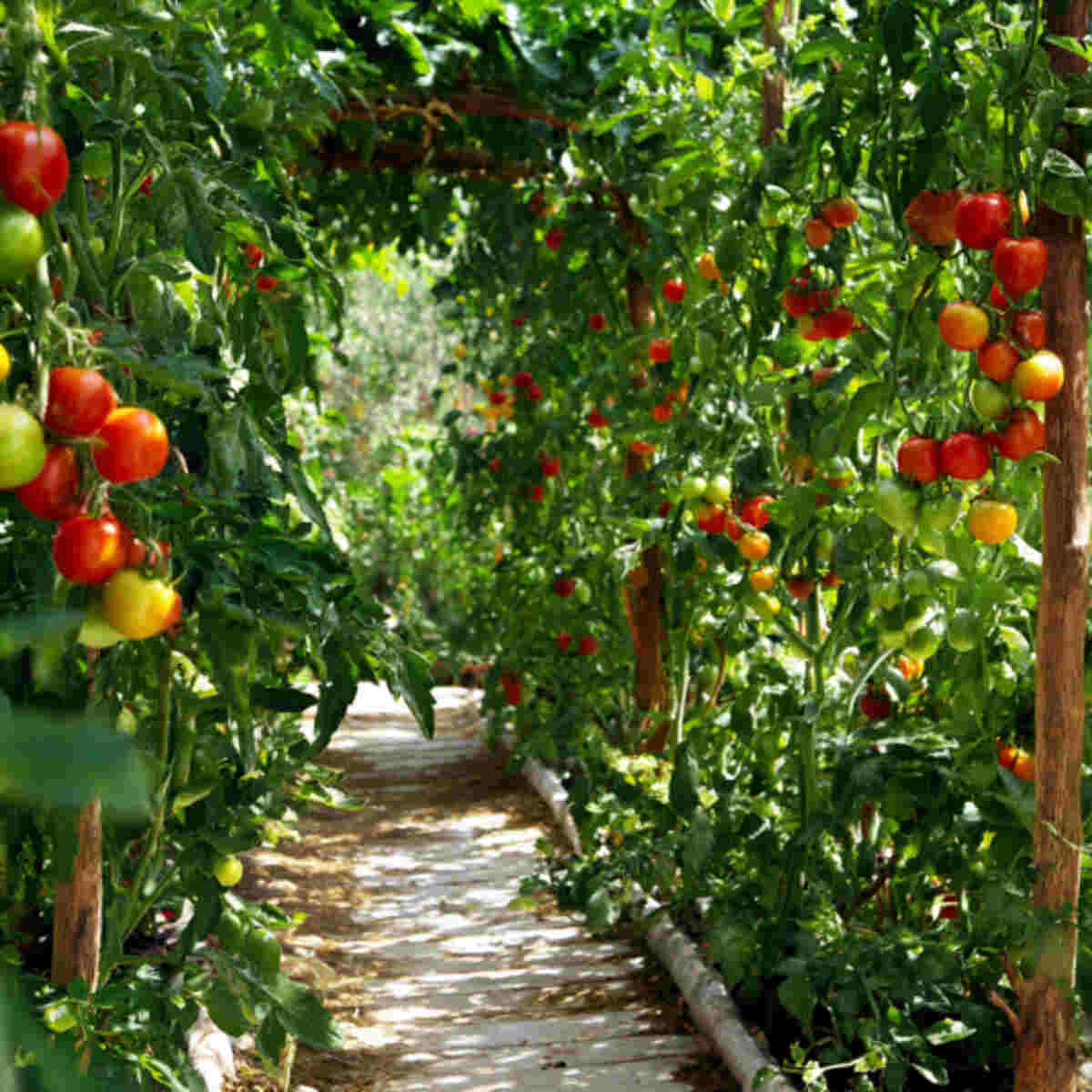 Tomato Garden