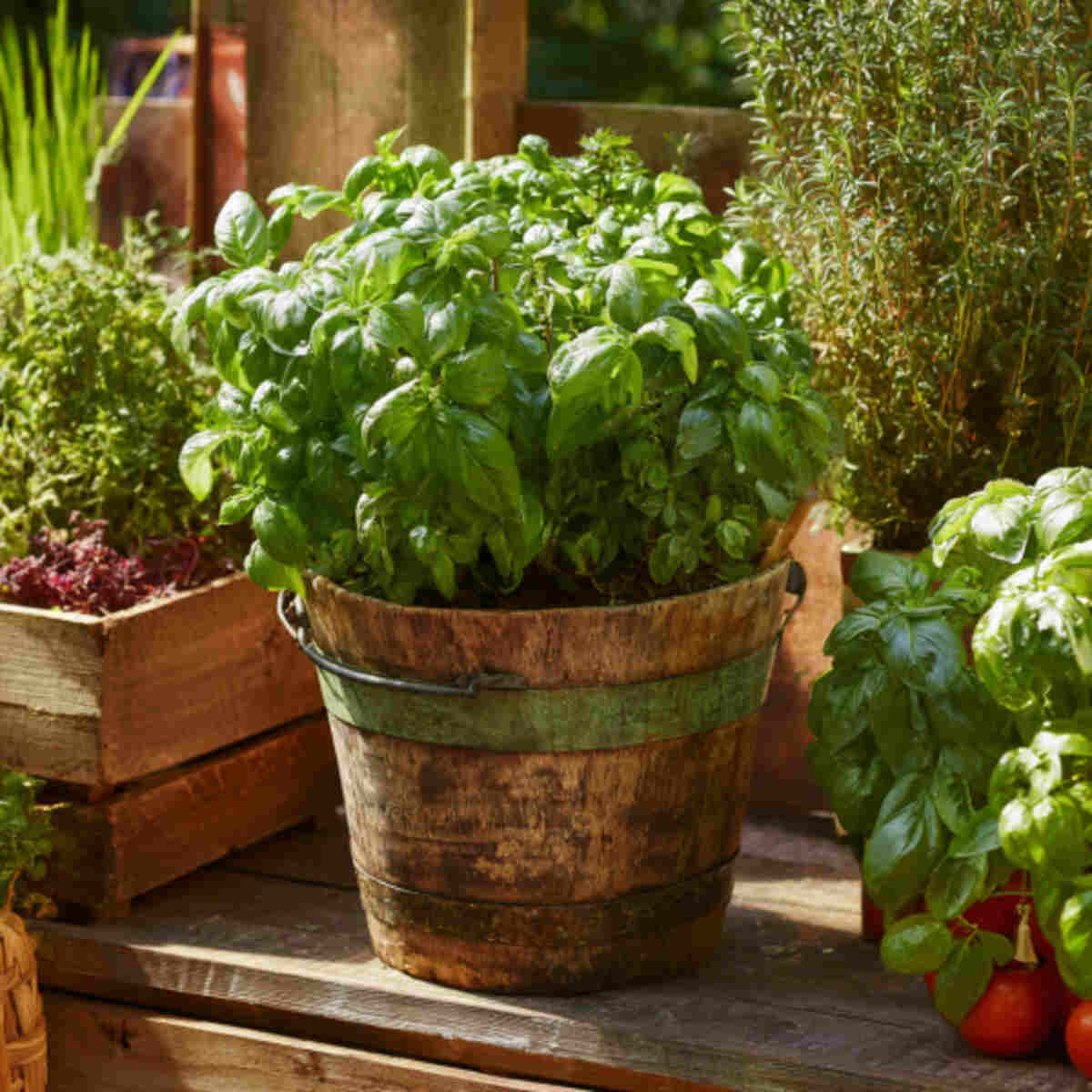 Tomato and Basil Bucket
