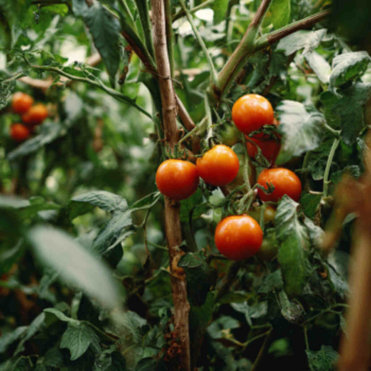 Tomatoes