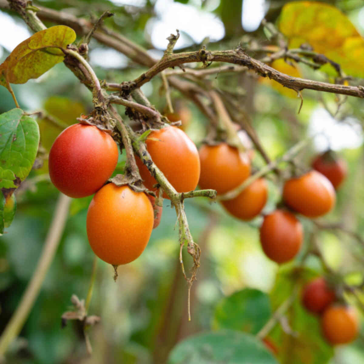 Tree Tomato (Tamarillo) Zone