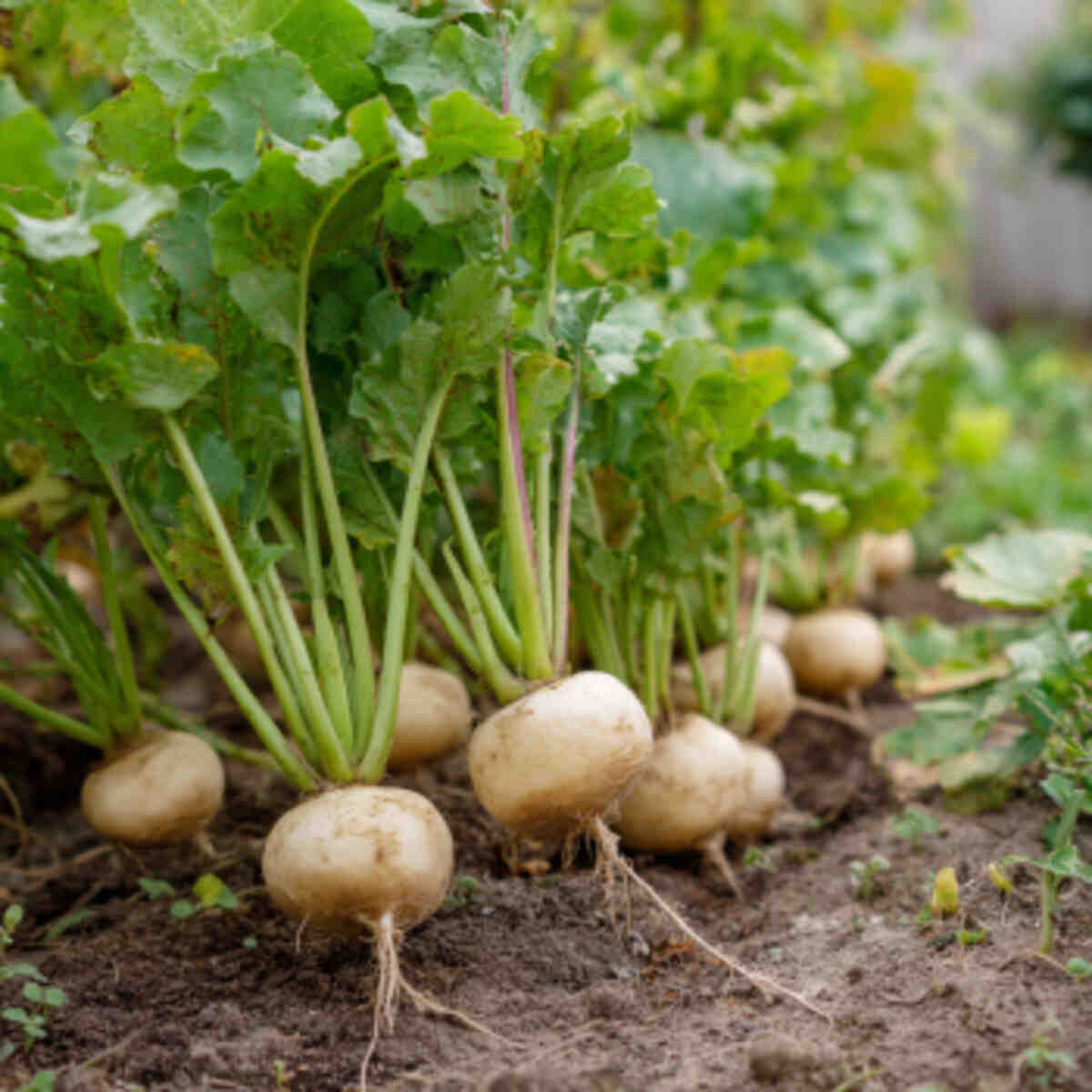 Turnips