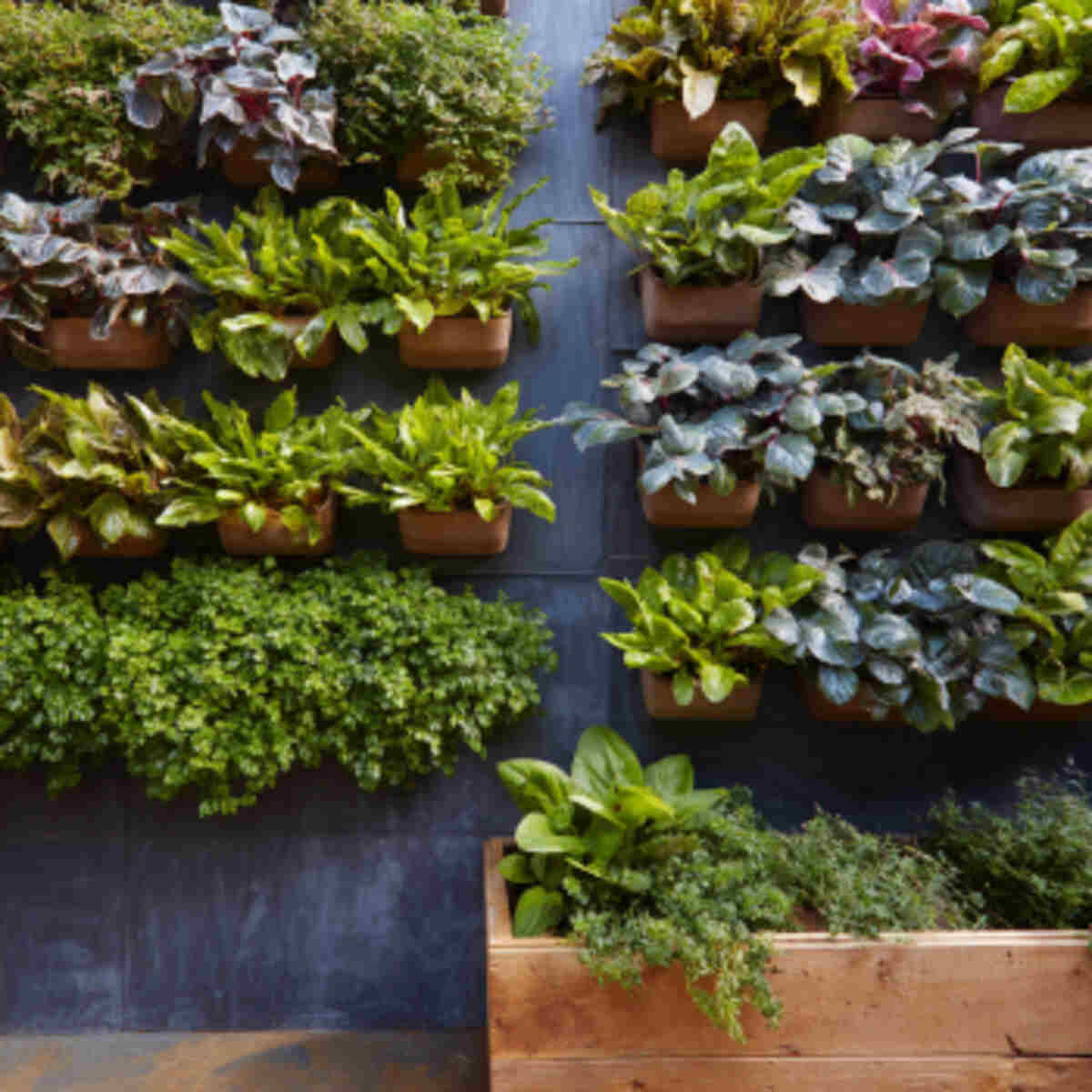 Vertical Wall Garden for Small-Space Dye Plants
