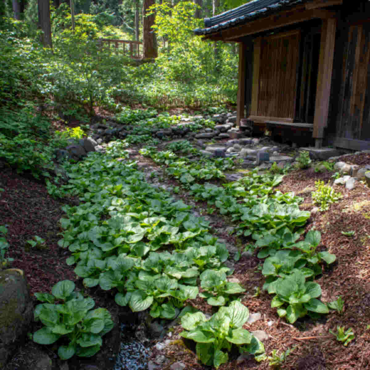 Wasabi Patch