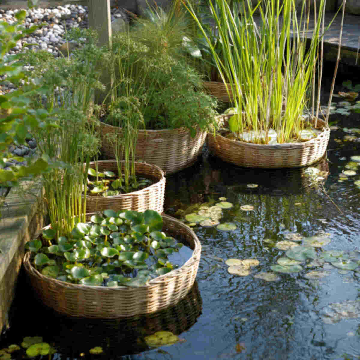 Water Garden with Aquatic Plants