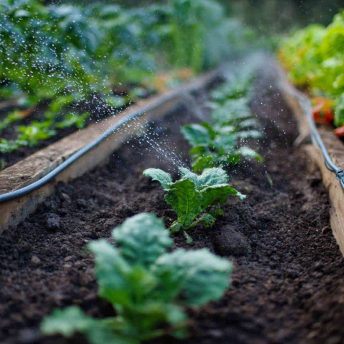 Weed Suppression in Vegetable Beds
