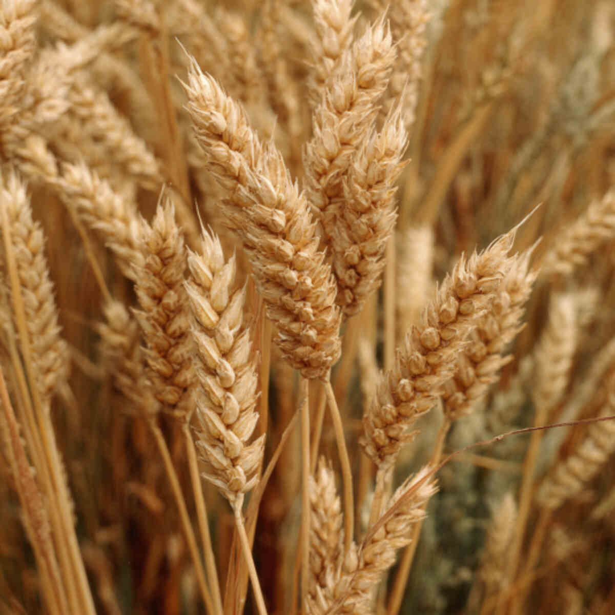 Wheat or Heritage Grain Strip