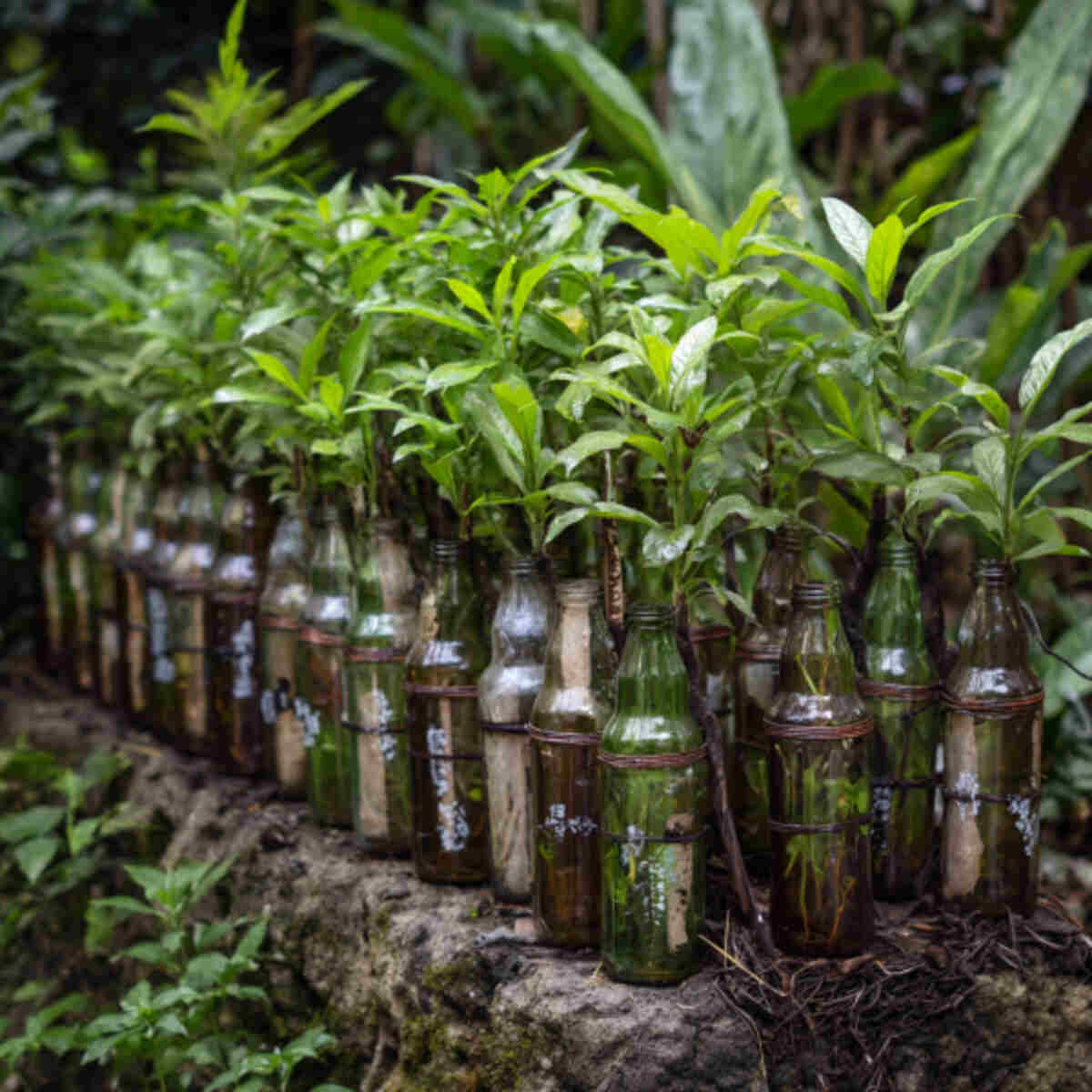 Wick System in Soda Bottles