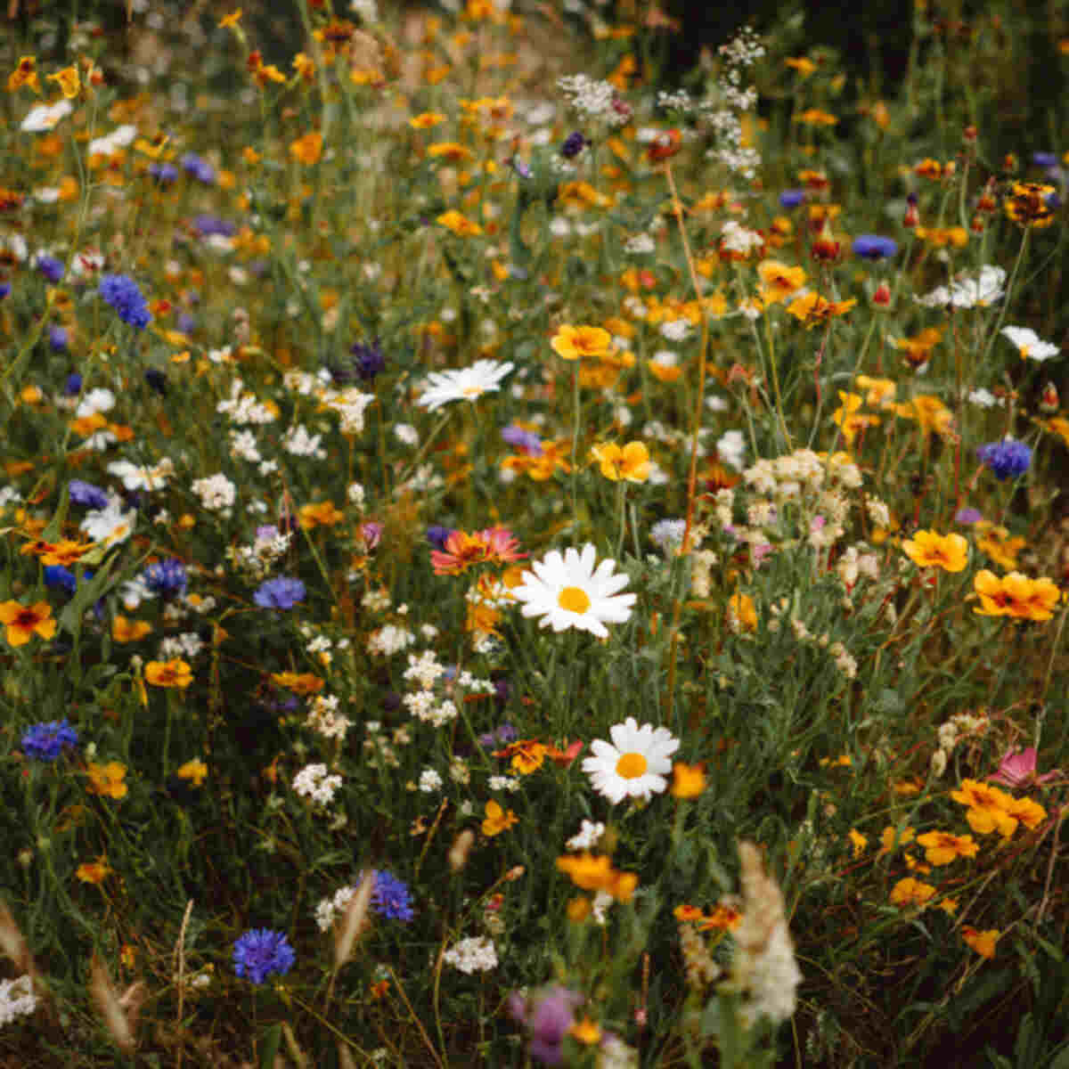 Wildflower Patch for Natural Dye Blooms