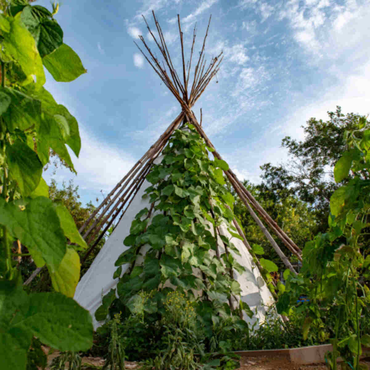 Winged Bean Teepee