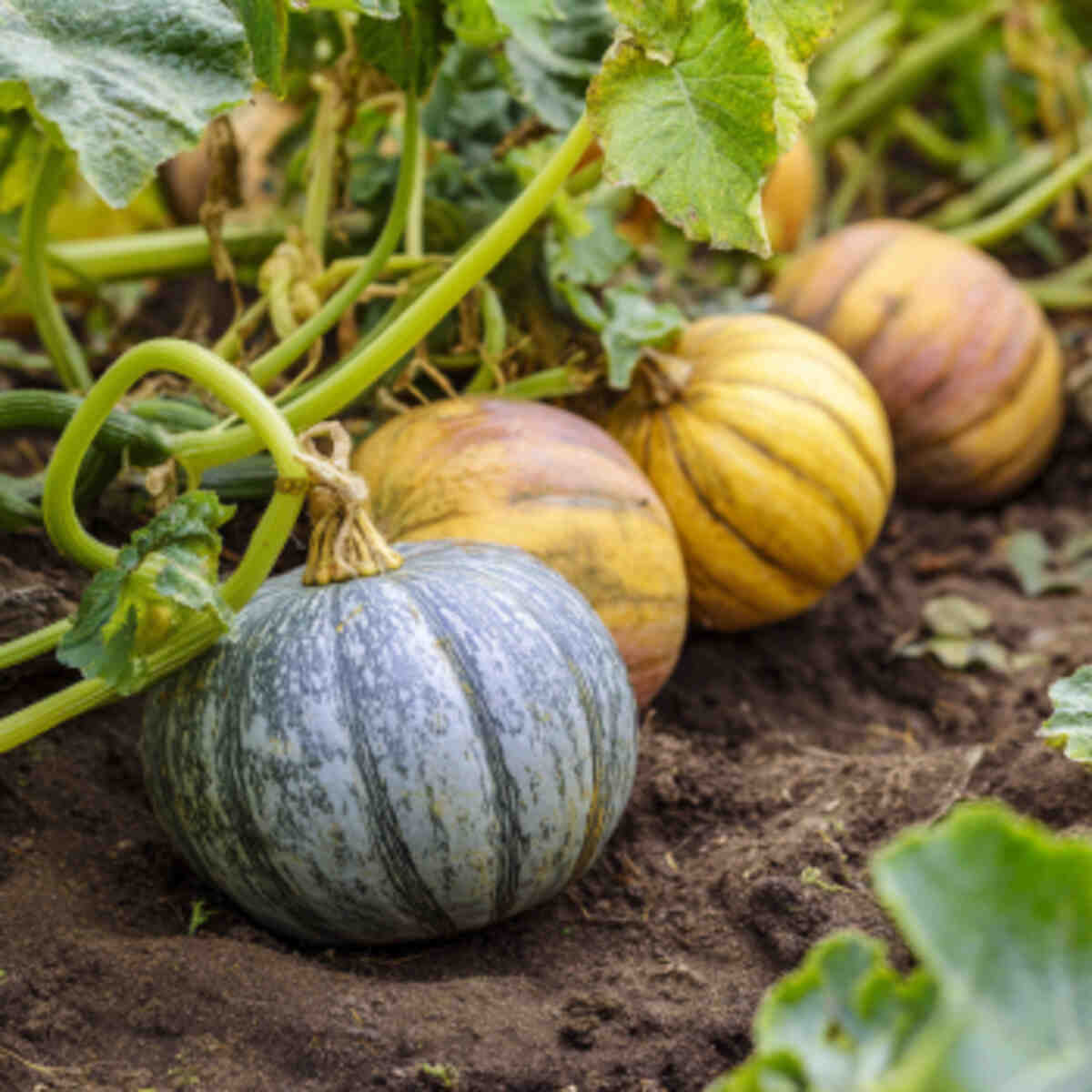 Winter Squash