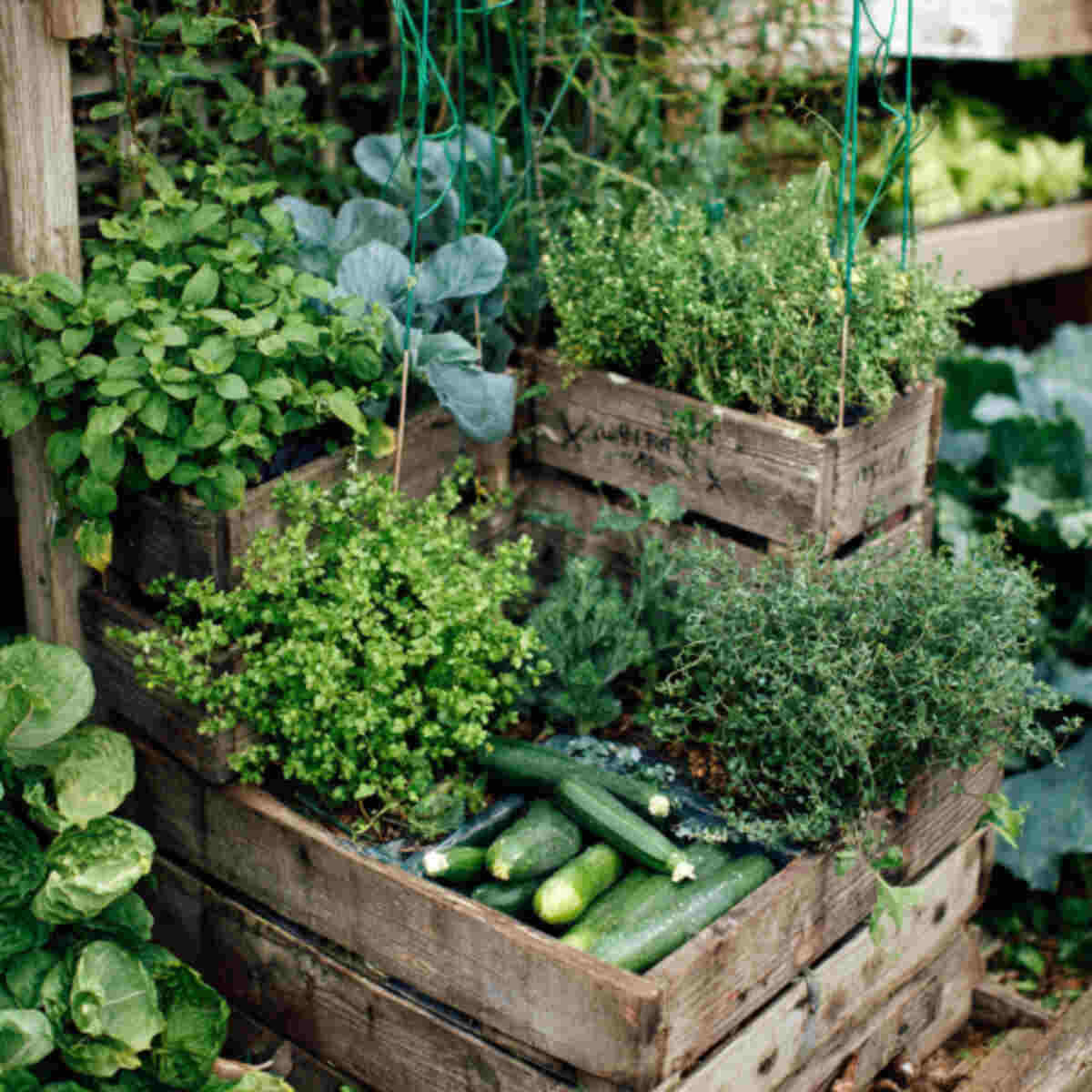 Zucchini and Thyme Wooden Crate