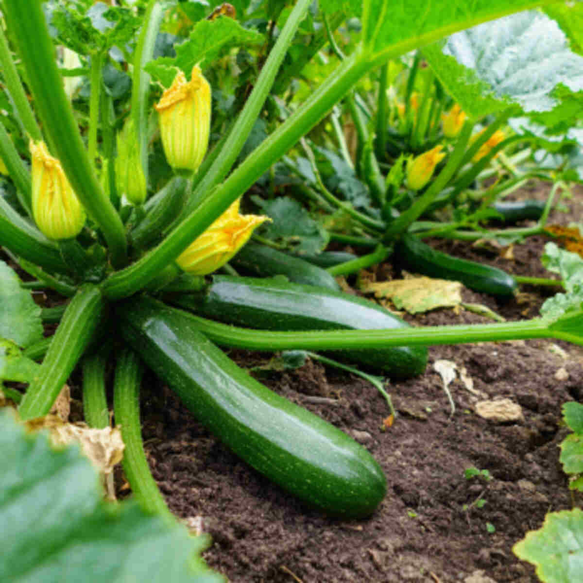 Zucchini or Courgette Patch