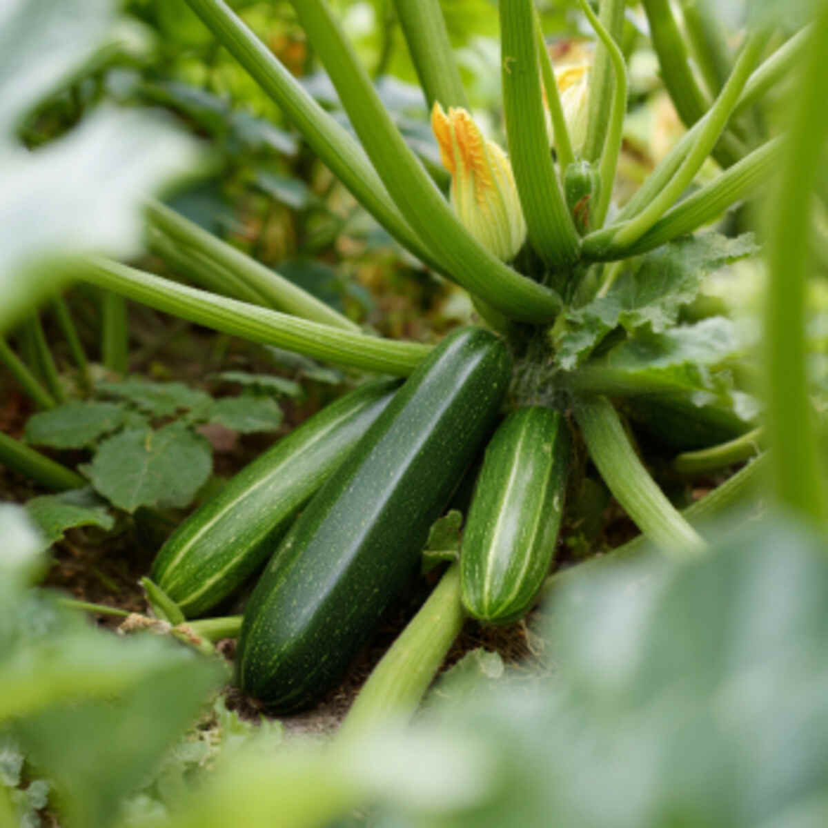 Zucchini