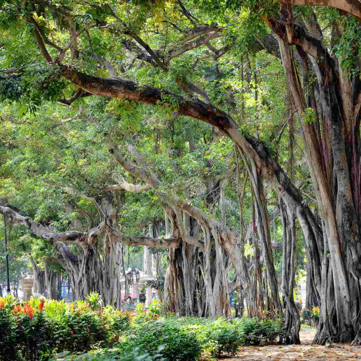 Banyan Tree