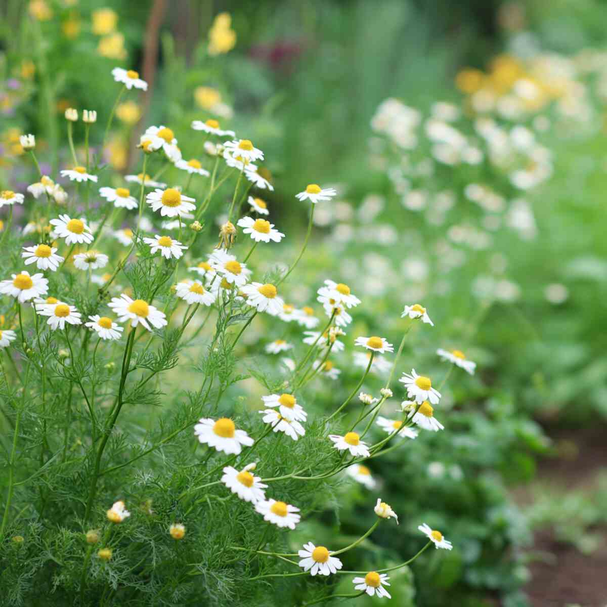 Chamomile