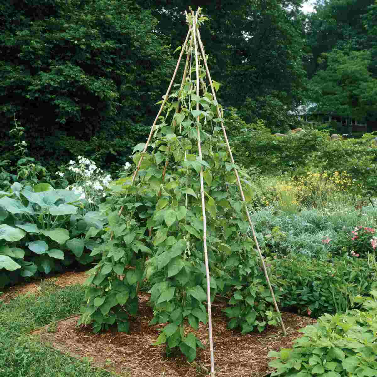 Classic Teepee Bean Pole