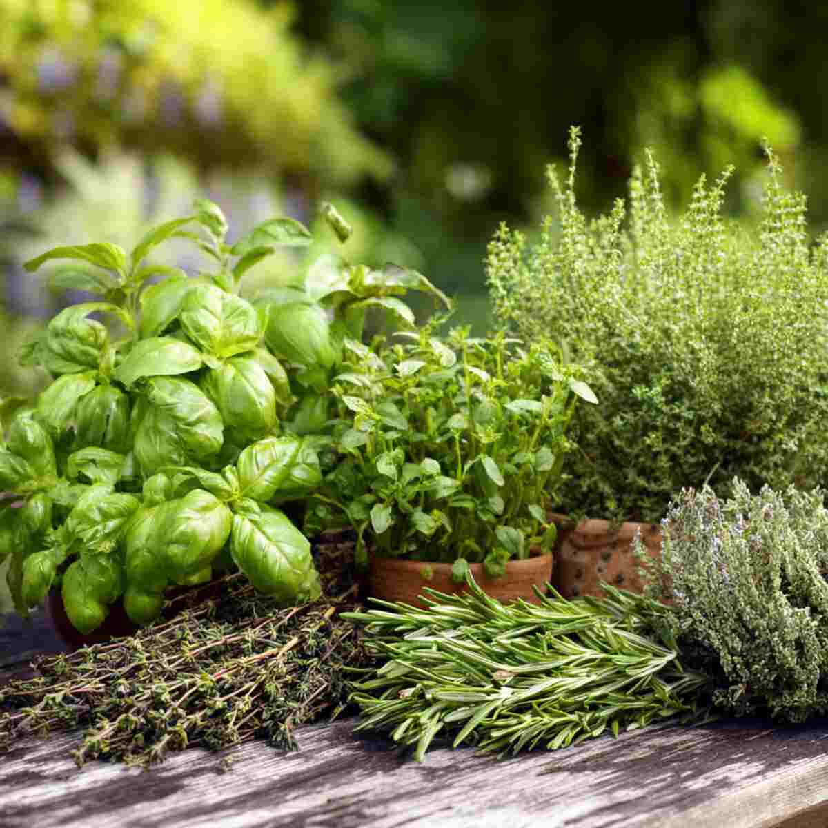 Community Herb Exchange