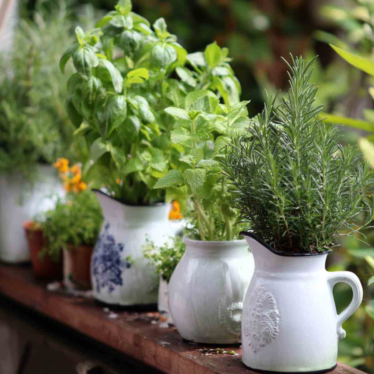Herb Garden (Basil, Mint, Parsley)