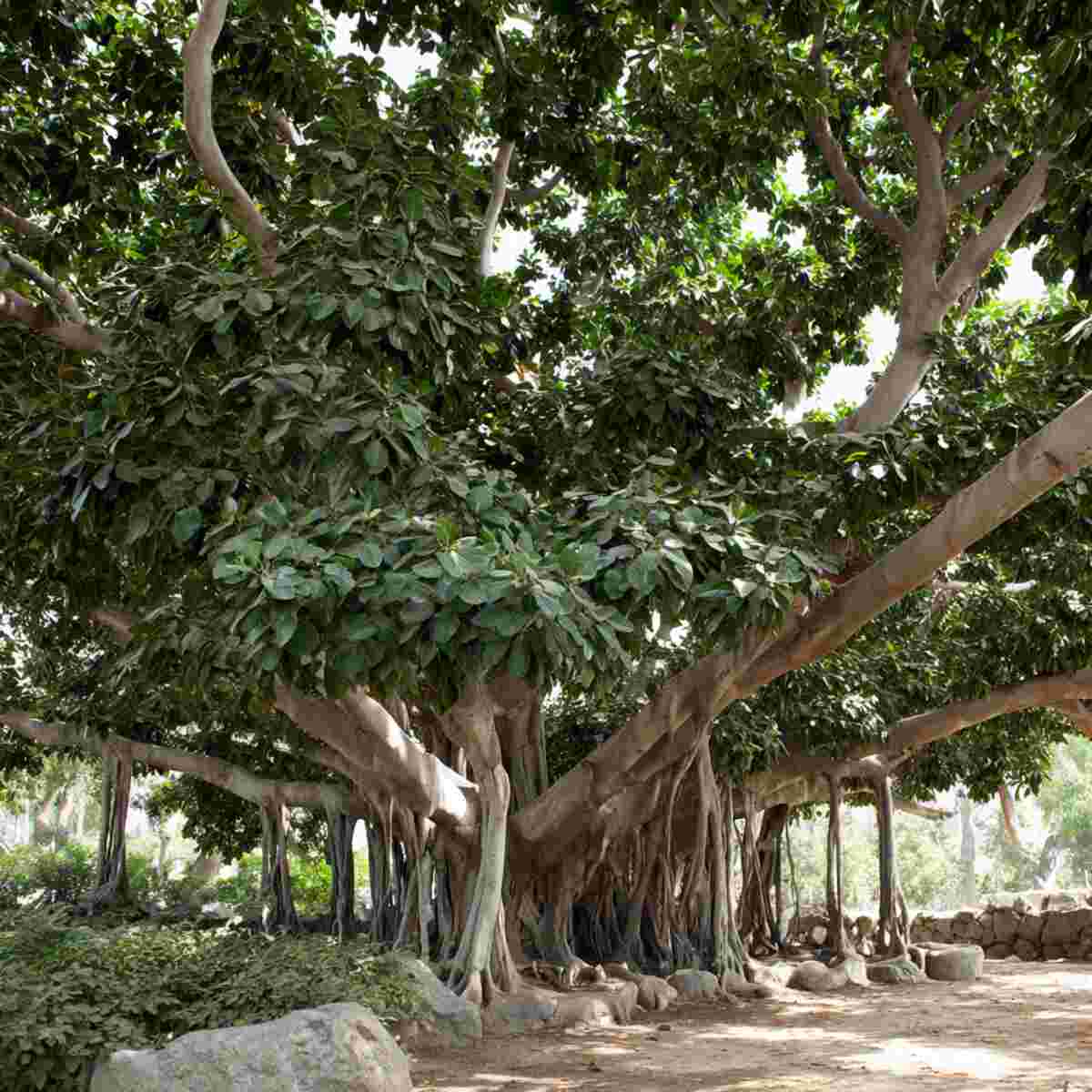 Banyan Fig (Cluster Fig)
