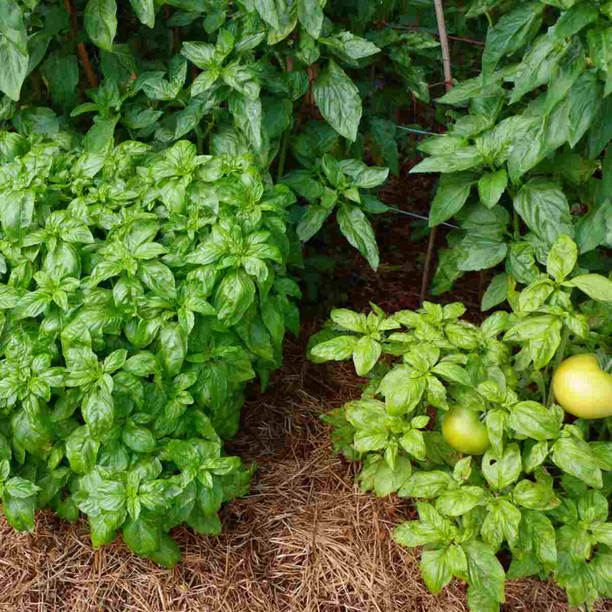 Companion Plant Pairing Contest
