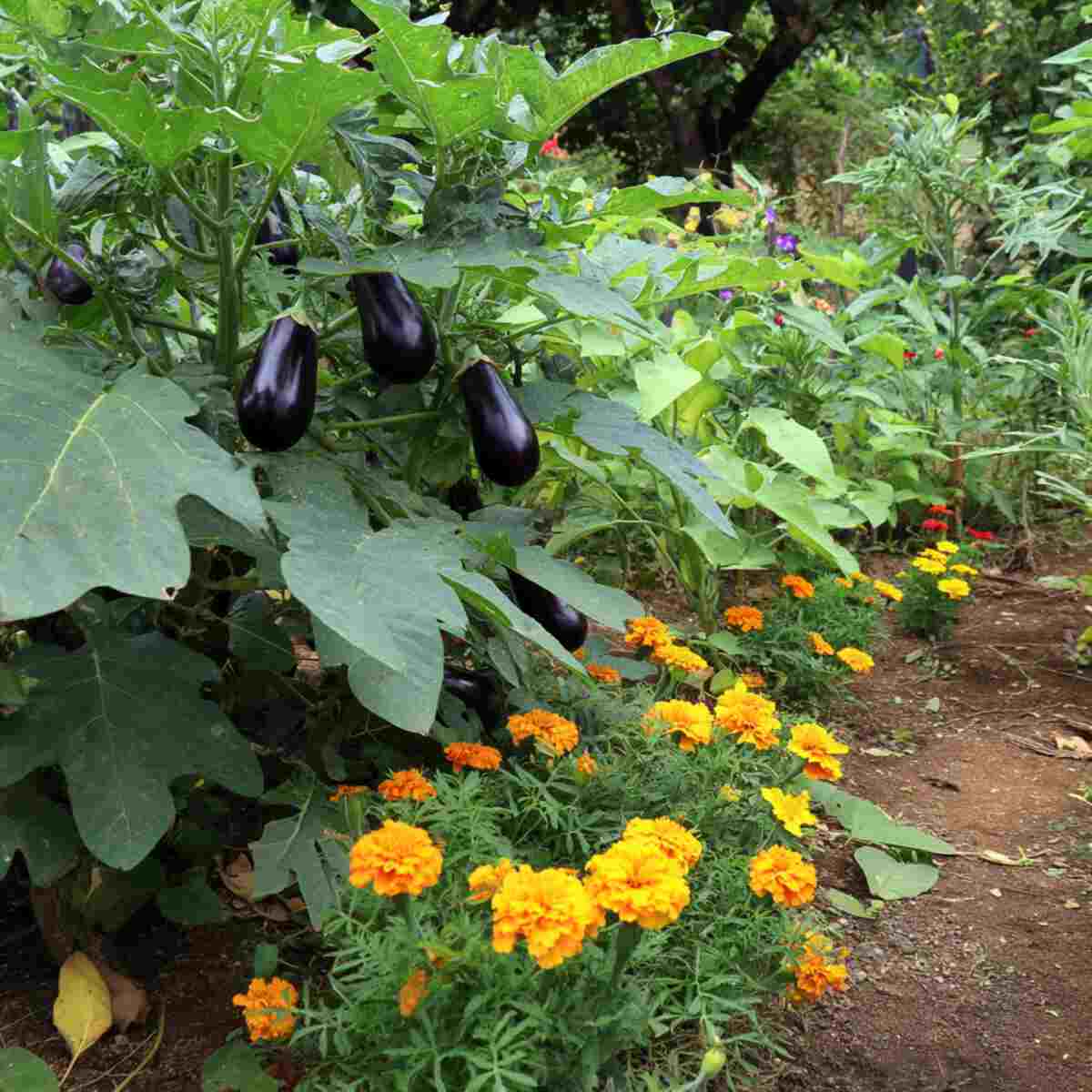 Eggplant and Marigold Zone