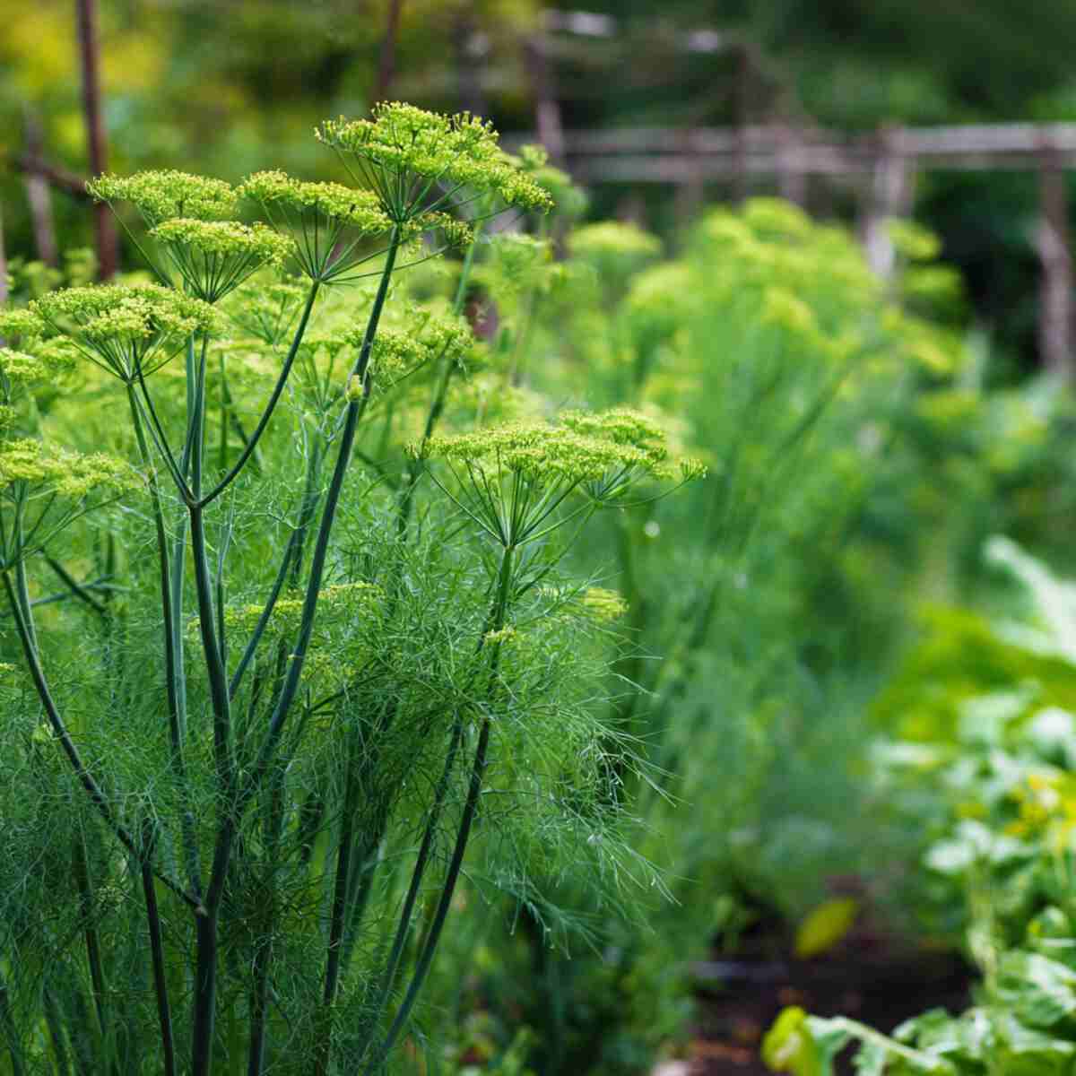 Fennel