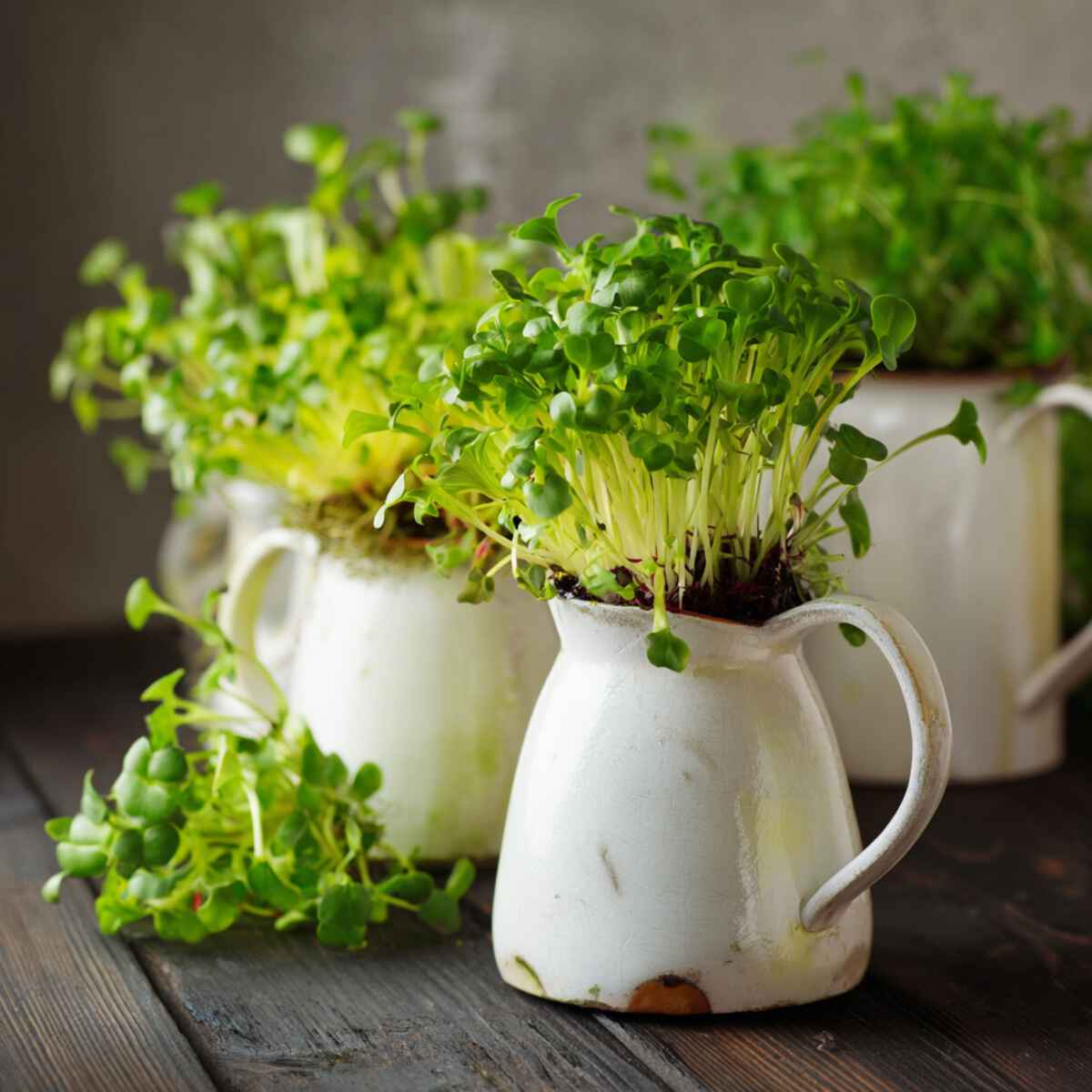 Microgreens