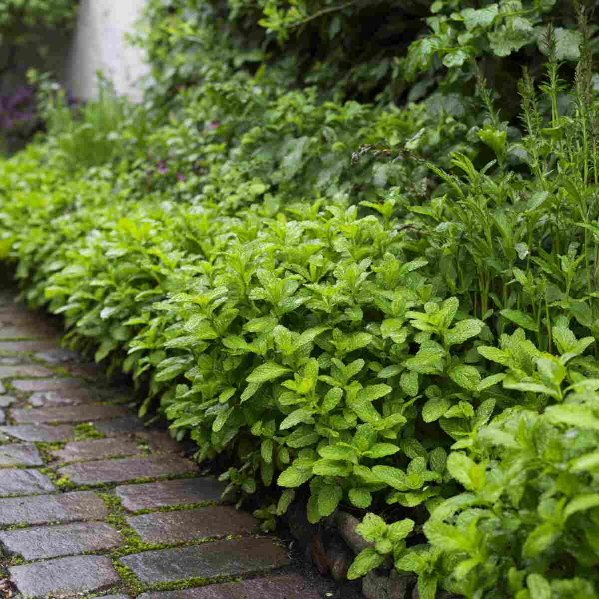 Mint Containment Border