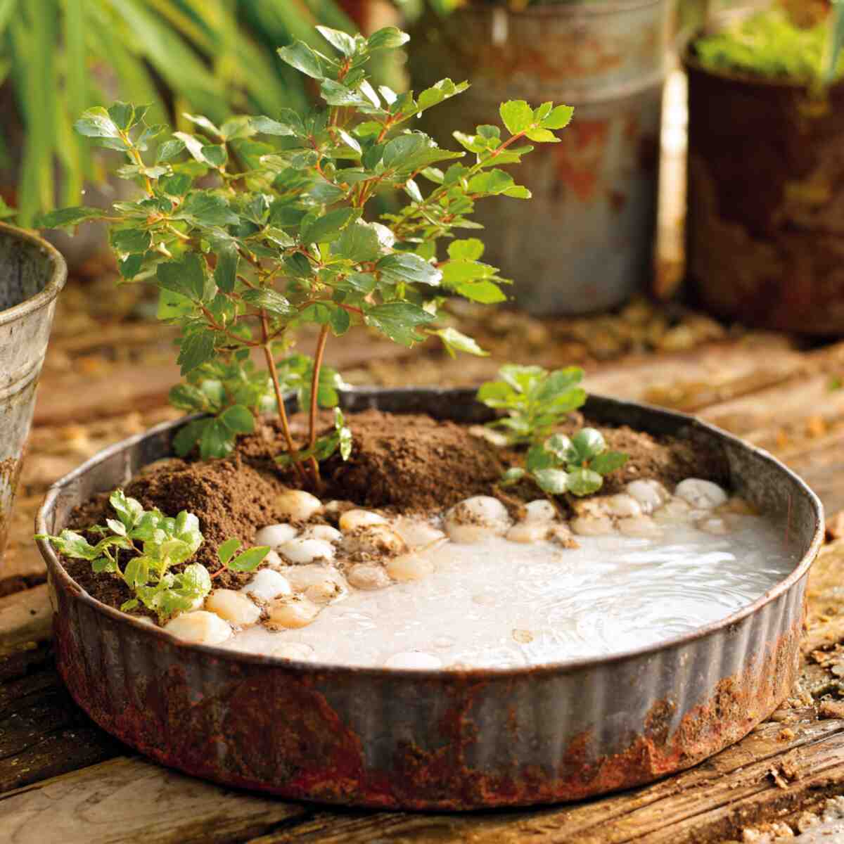 Repurposed Pie Tin with Clay and Water