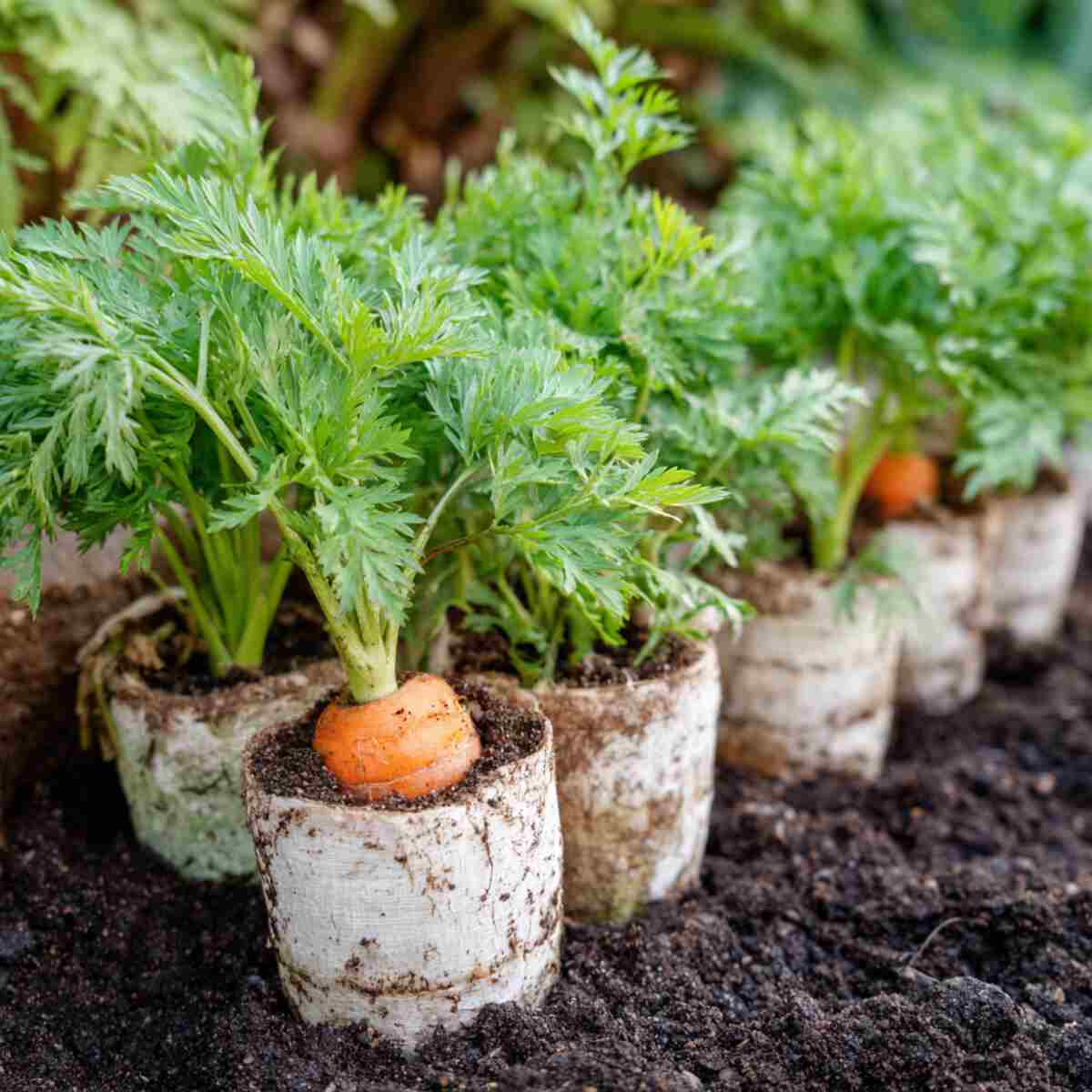 Carrots (Mini Varieties)