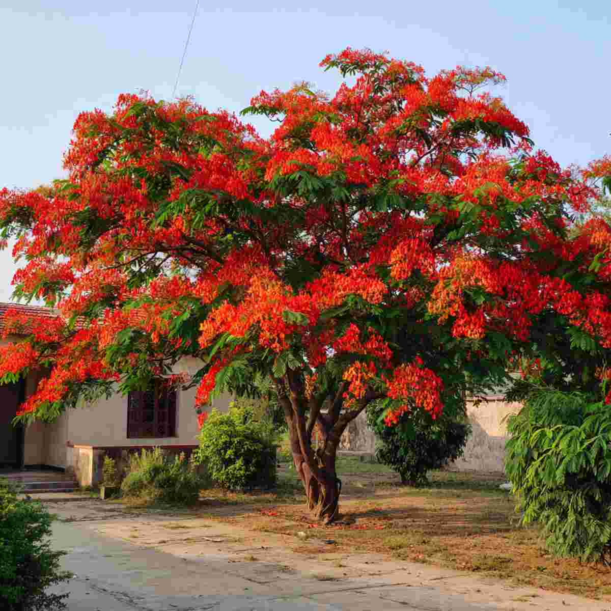 Gulmohar Tree (Flame of the Forest)