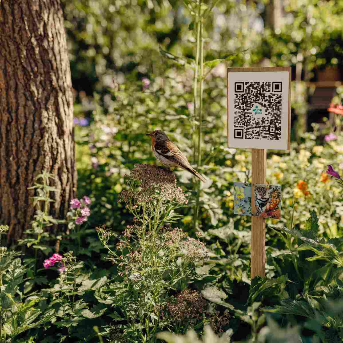Wildlife-Friendly Garden with QR Codes for Visiting Species