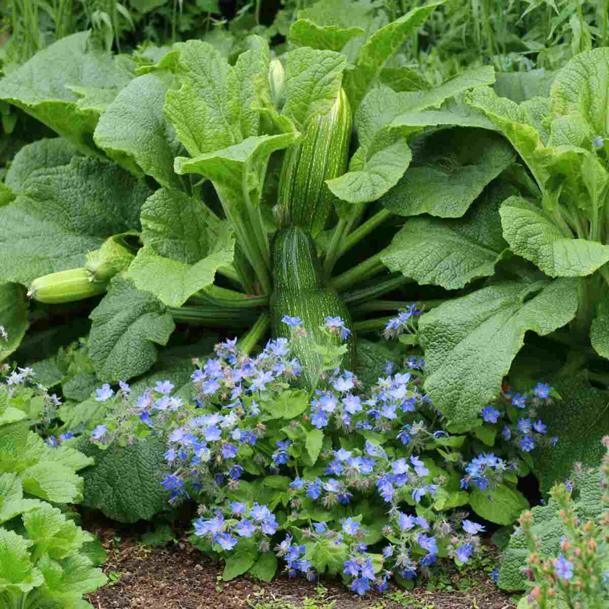 Zucchini and Borage Cluster